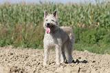 BOUVIER DES ARDENNES 089